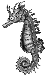 long-snouted seahorse
