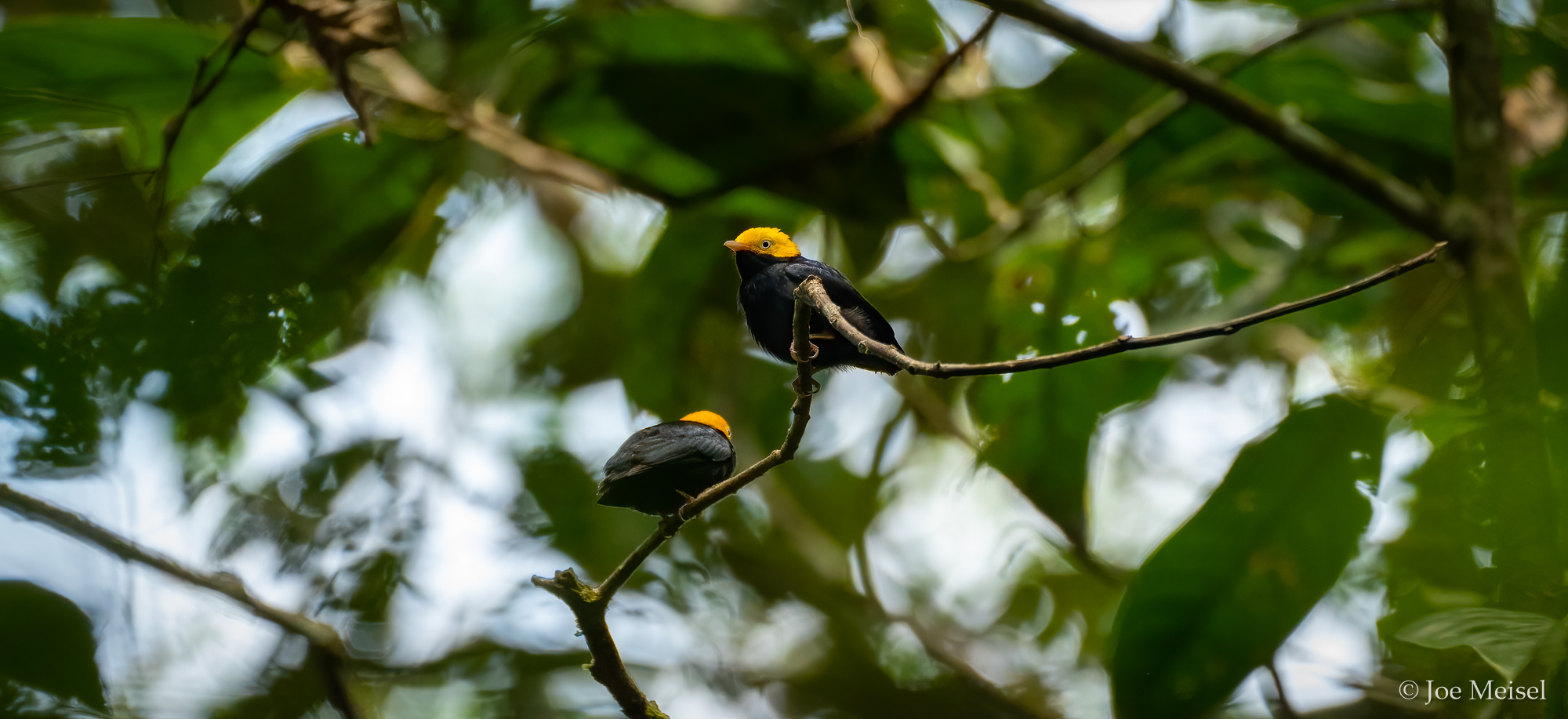 Golden-headed Manakin males