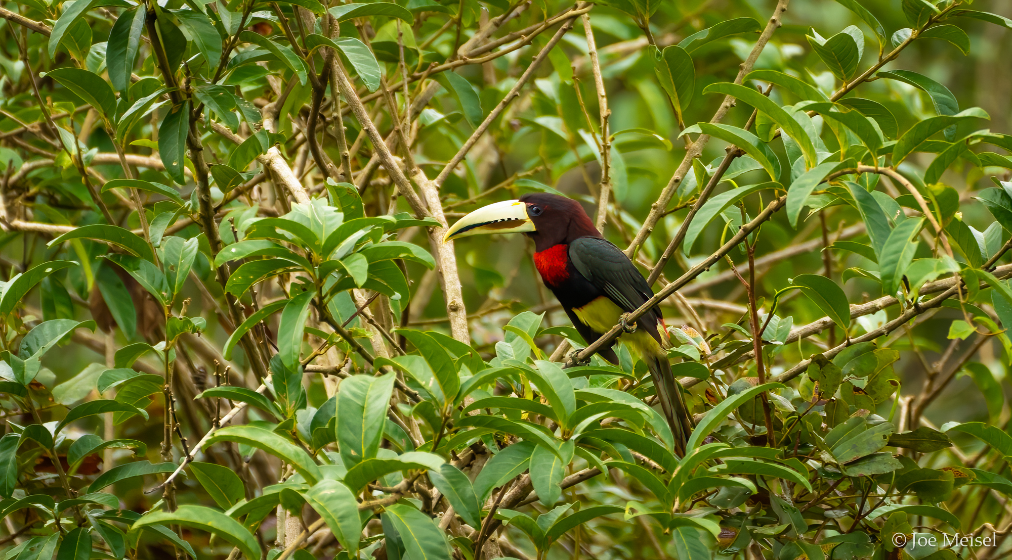 Ivory-billed Aracari