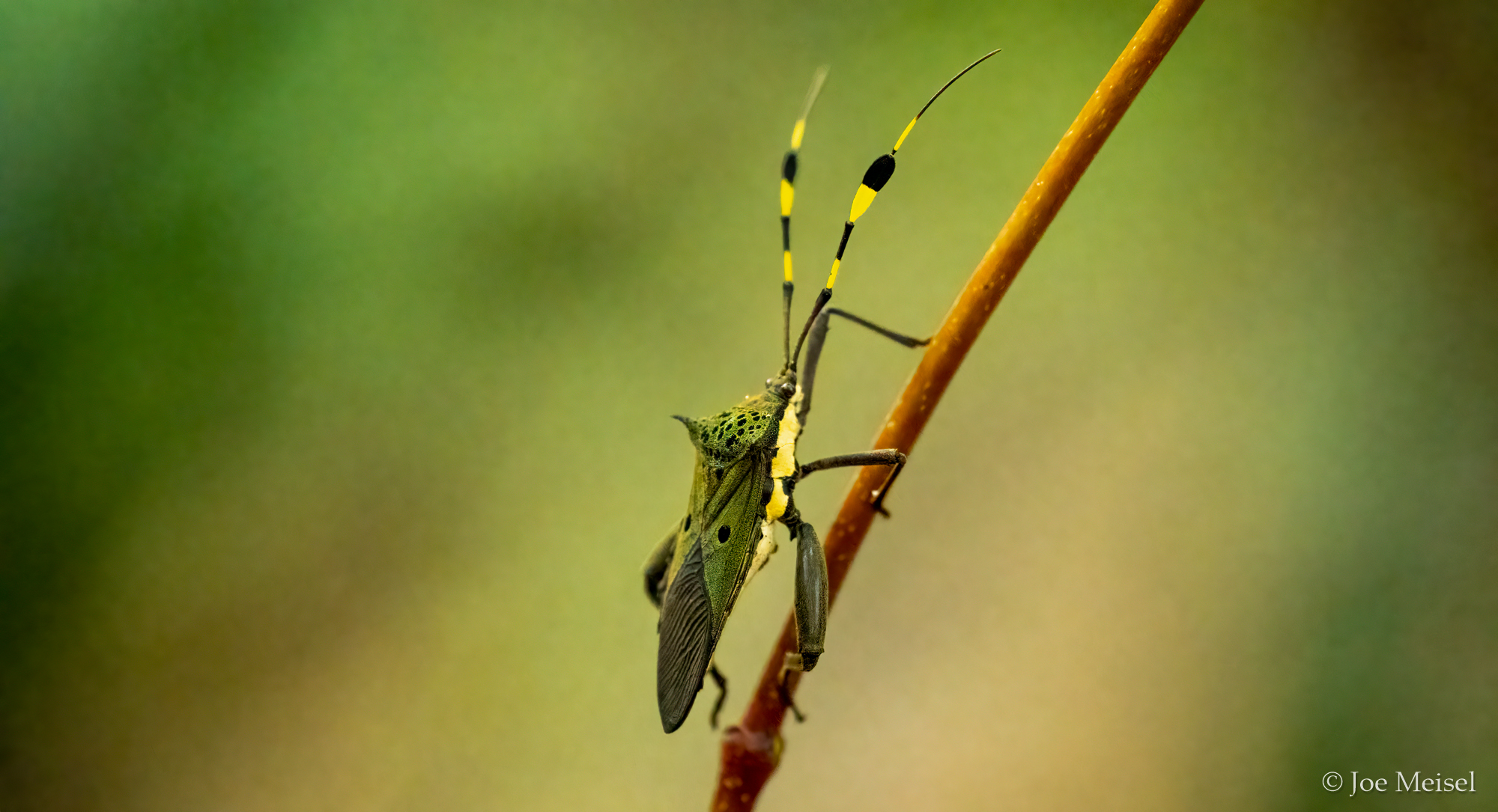 green Heteropteran