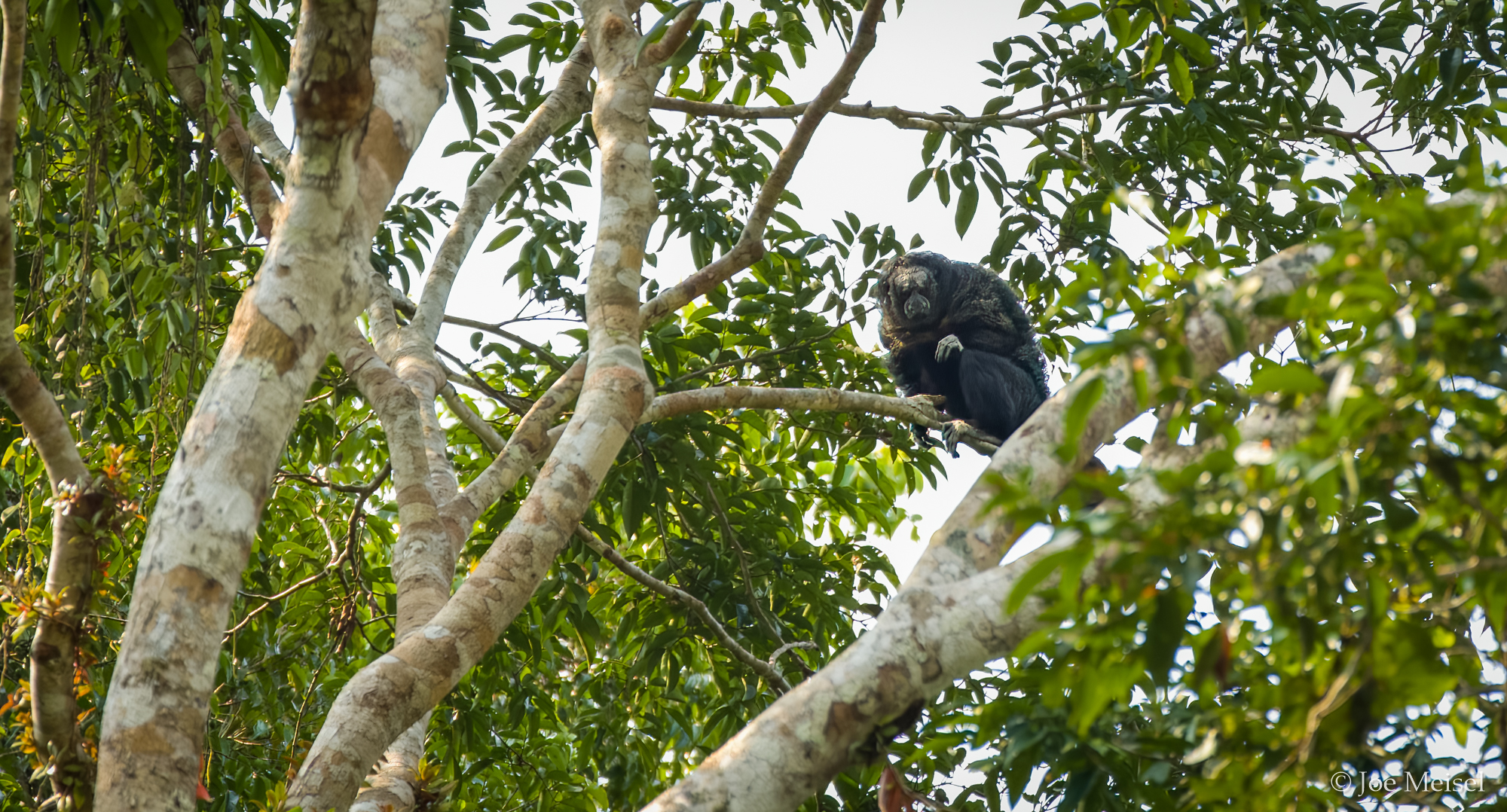 Saki Monkey