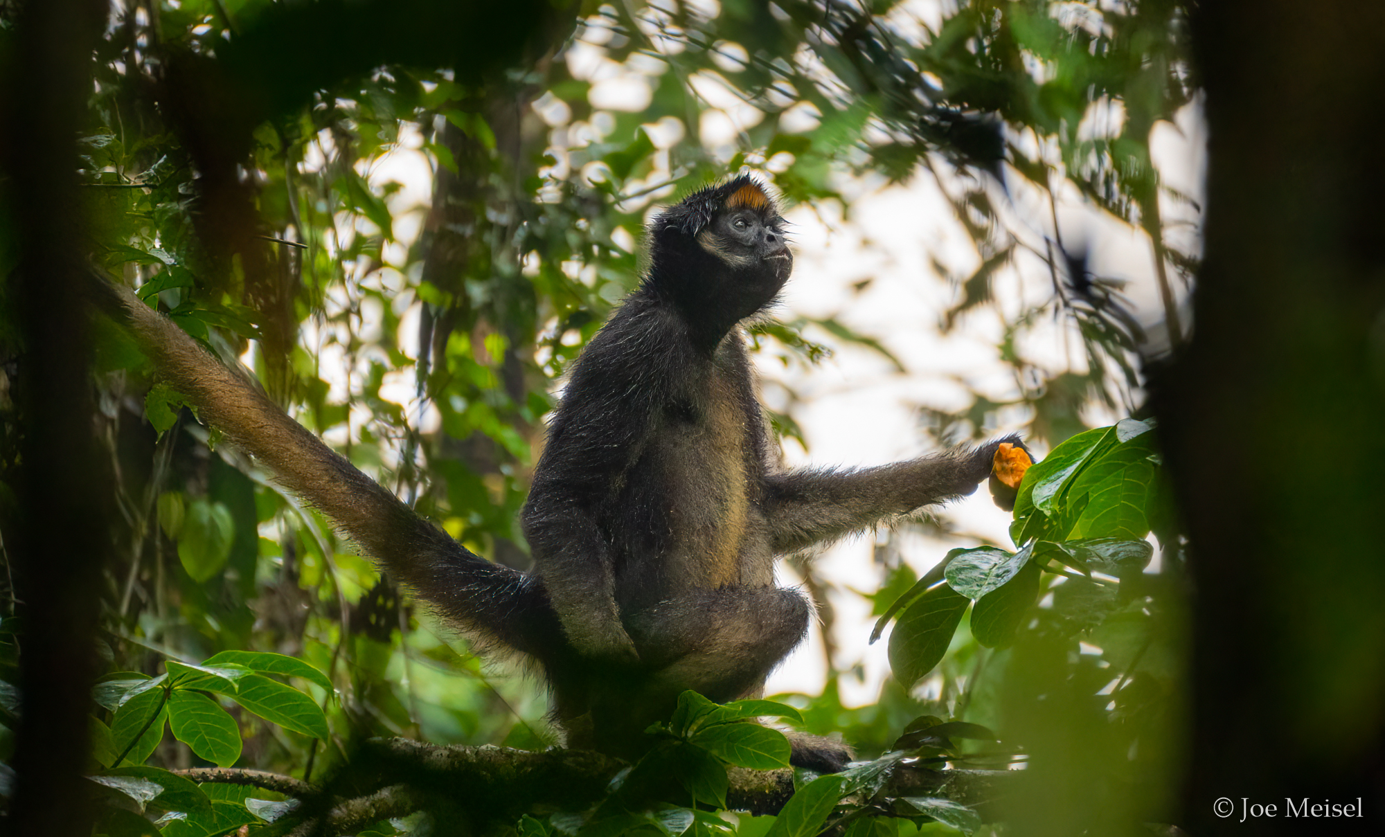 Spider Monkey holding fruit