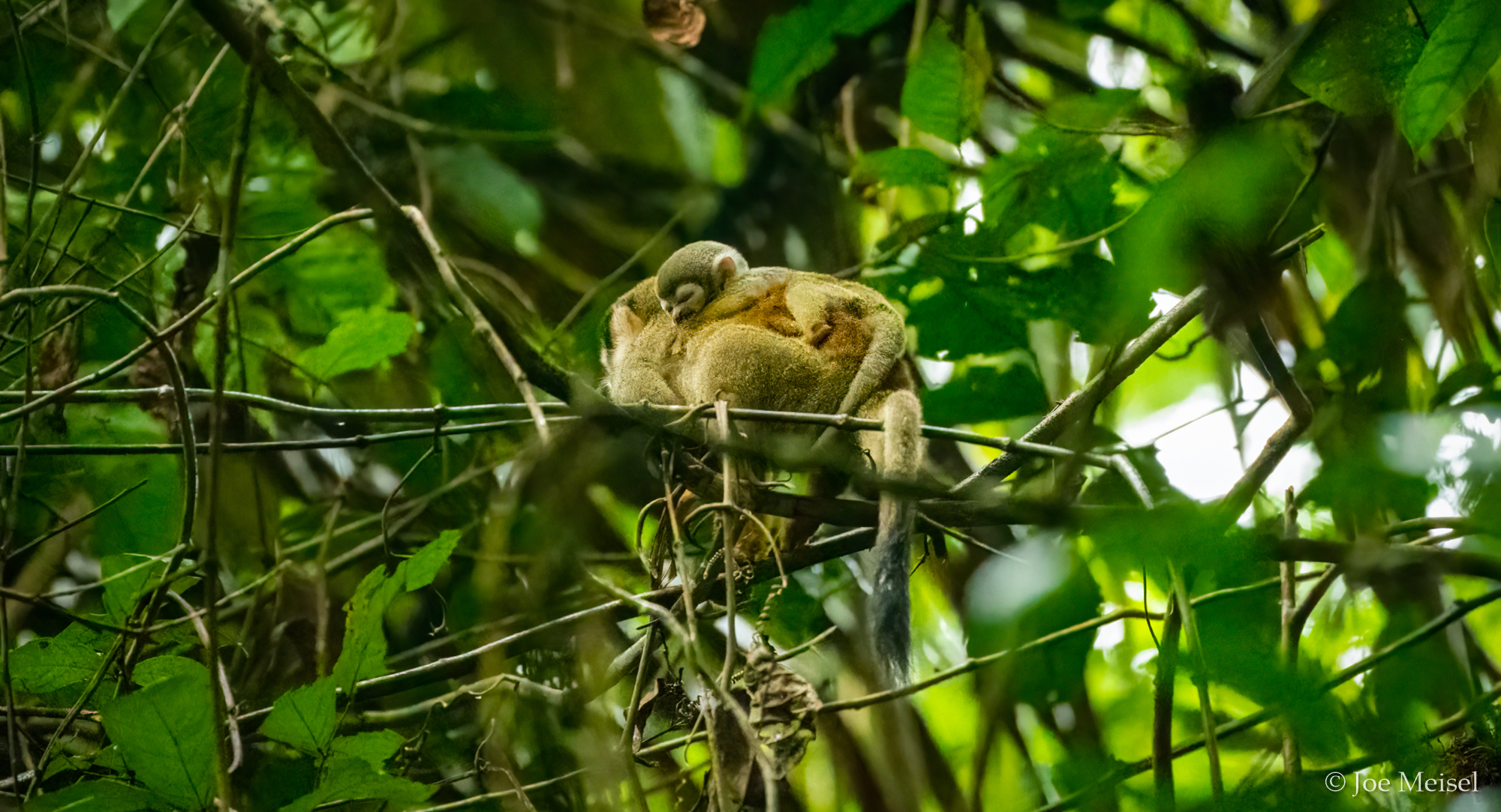 Squirrel Monkey with baby on board