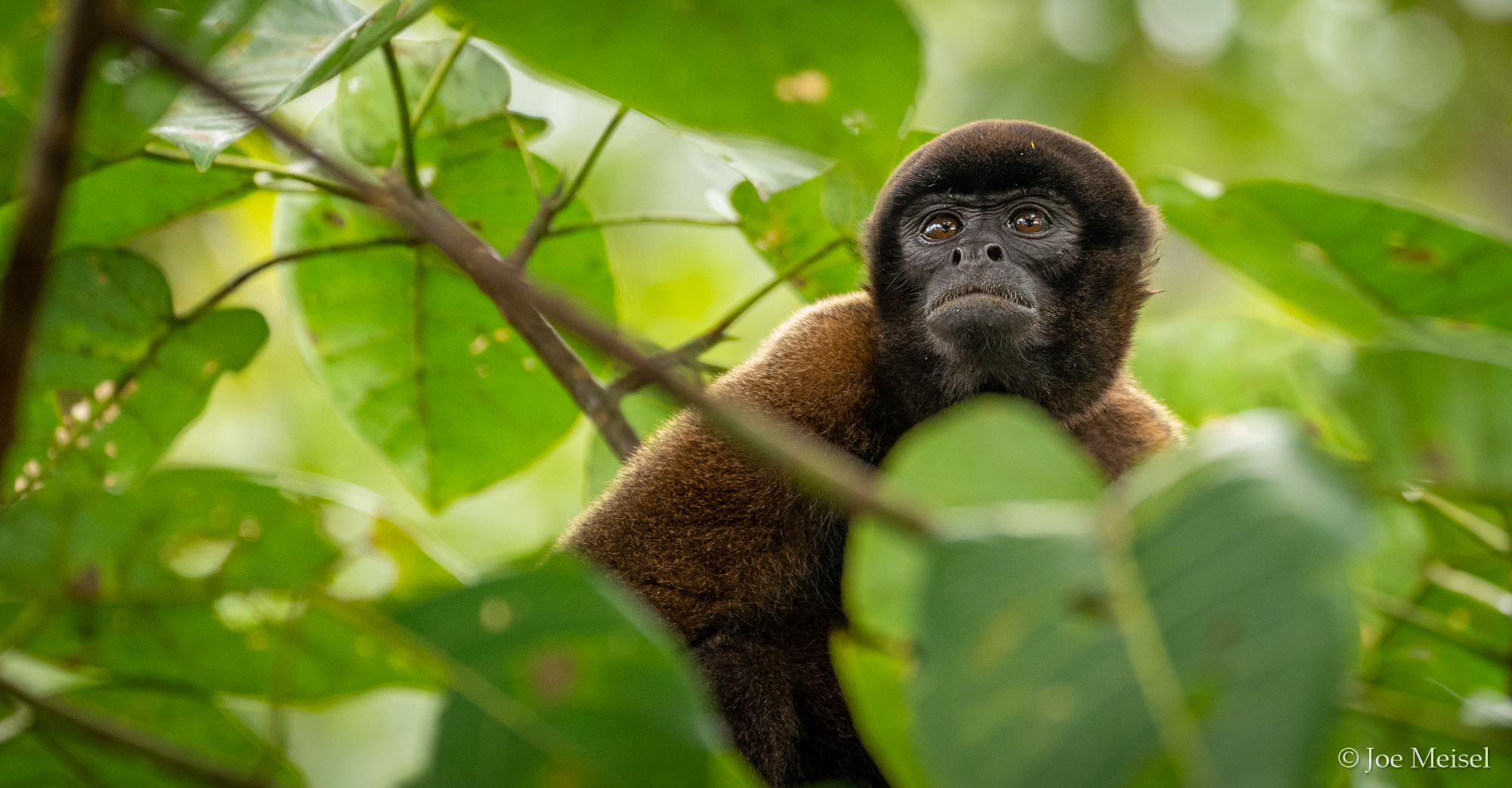 Woolly Monkey