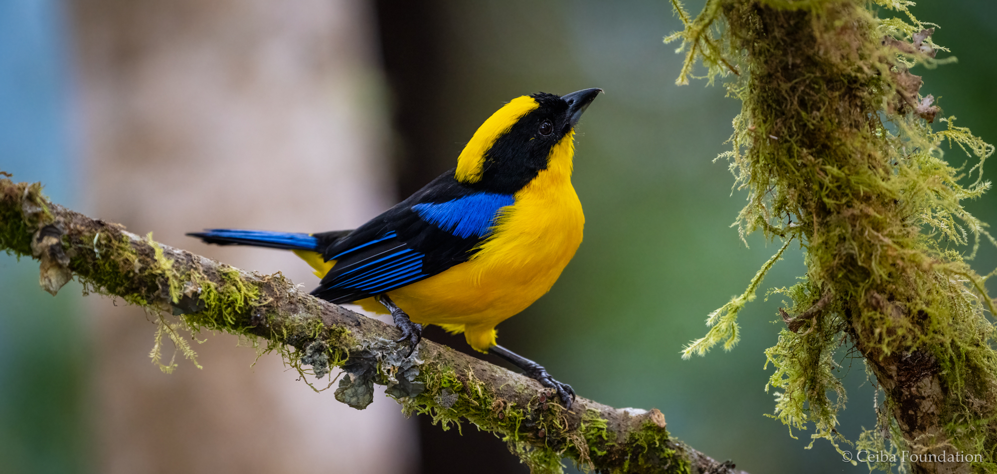 blue-winged_mnt-tanager