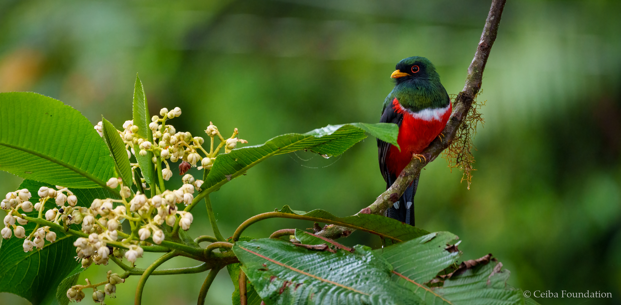 collared_trogon_male