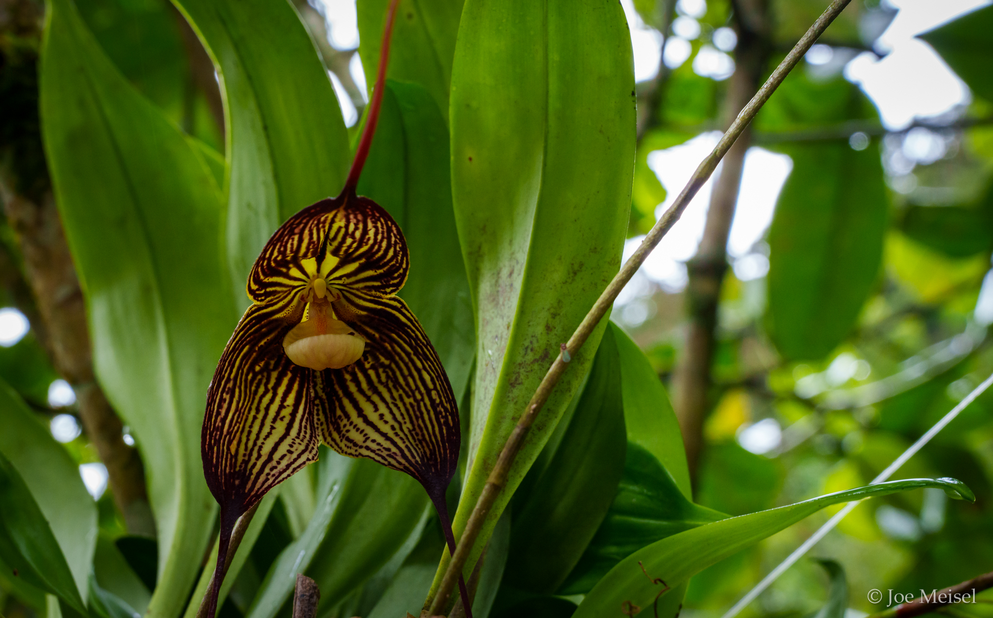 Dracula flower