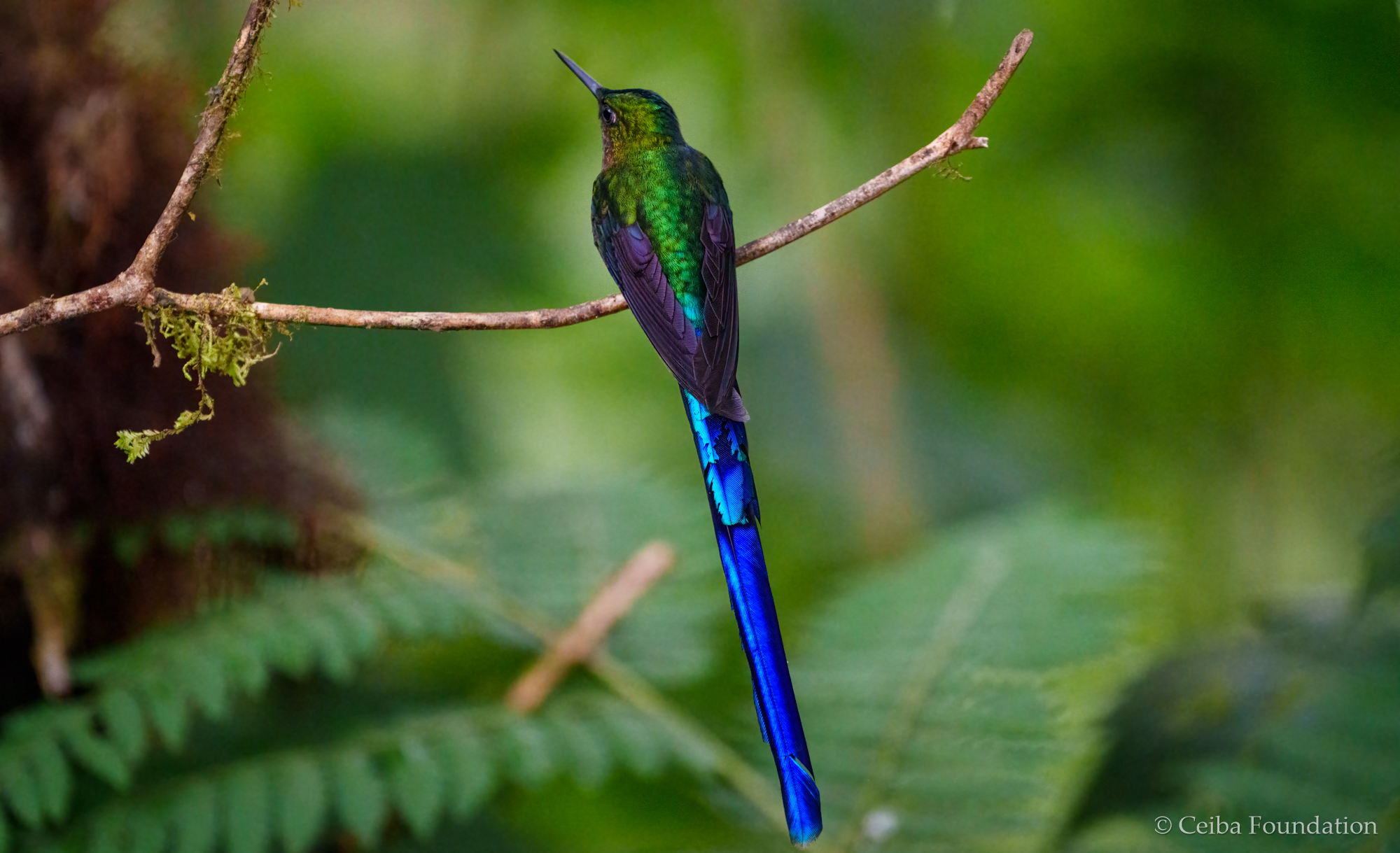 long-tailed_sylph