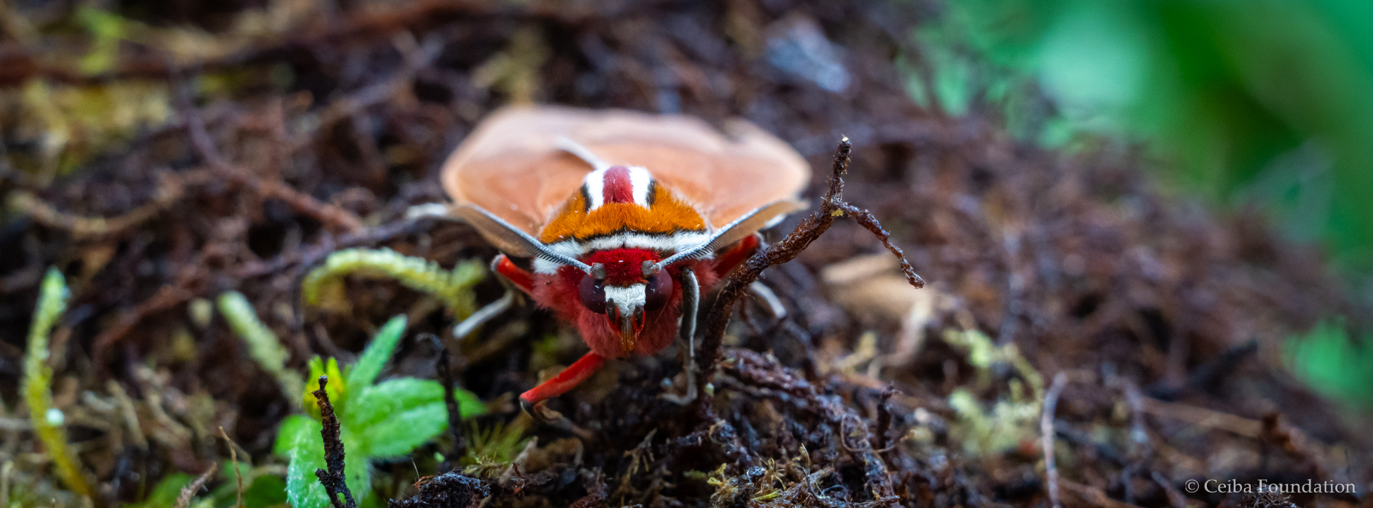 moth_reddish-white