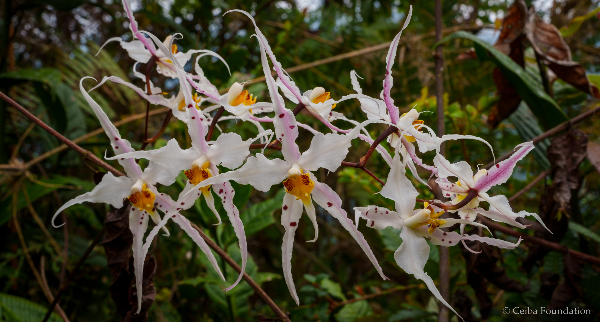 odontoglossum_flowers