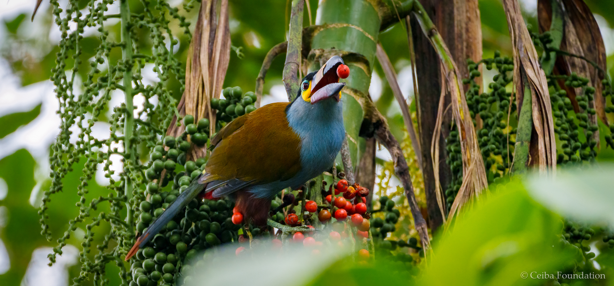 plate-billed_mtn-toucan_gulping