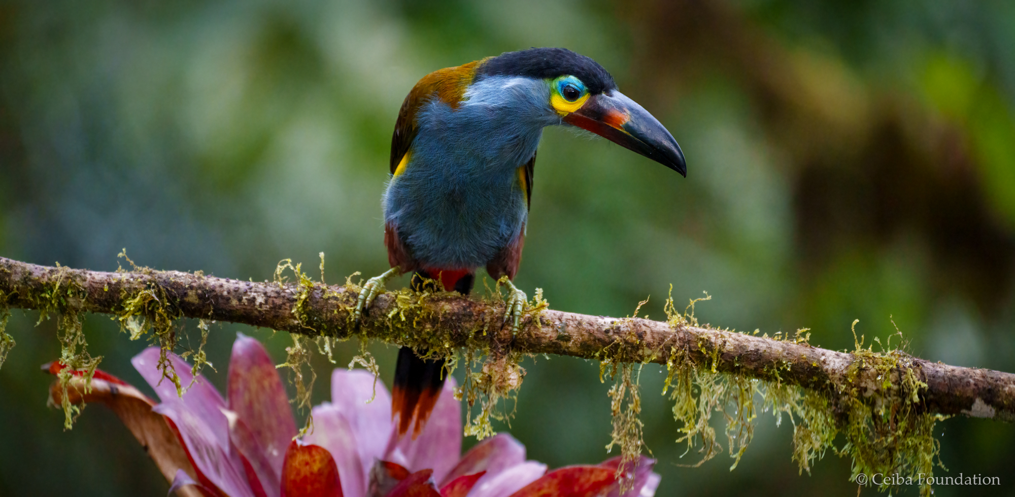 plate-billed_mtn-toucan_juv