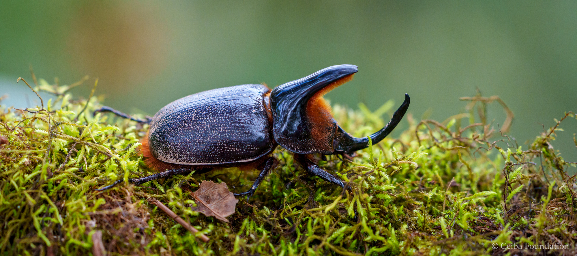 rhinoceros_beetle