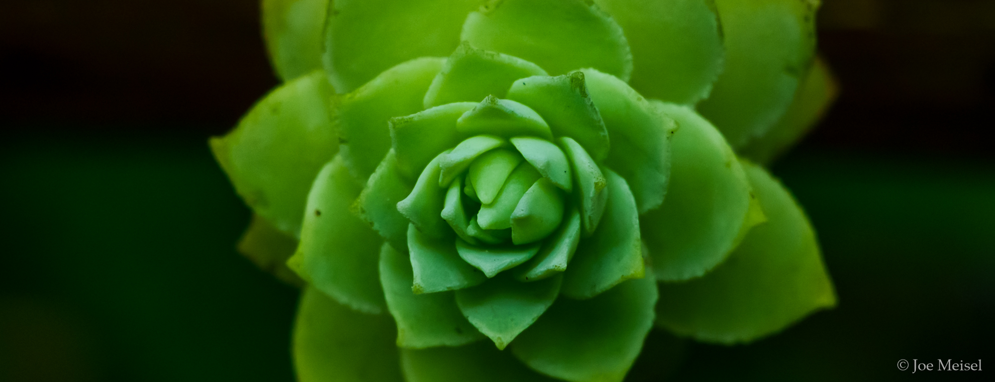 Succulent