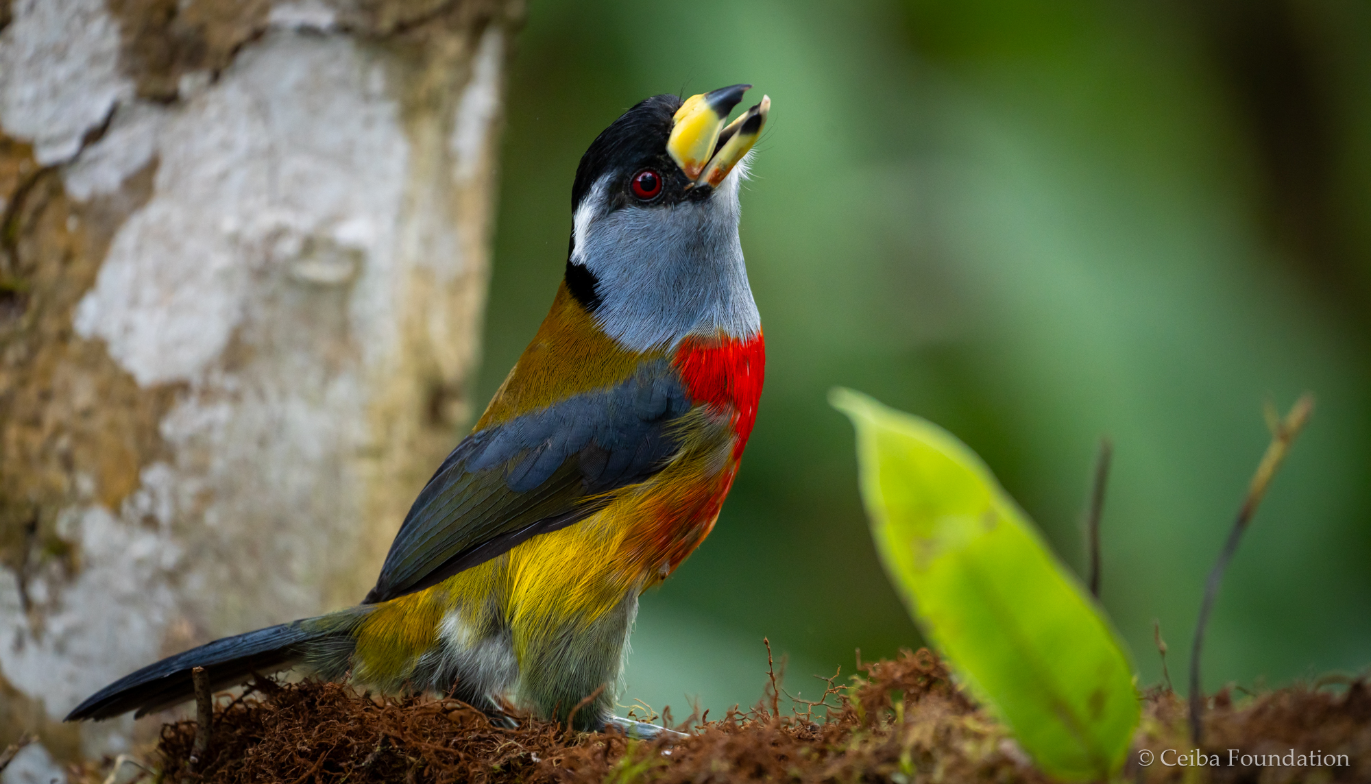 toucan barbet