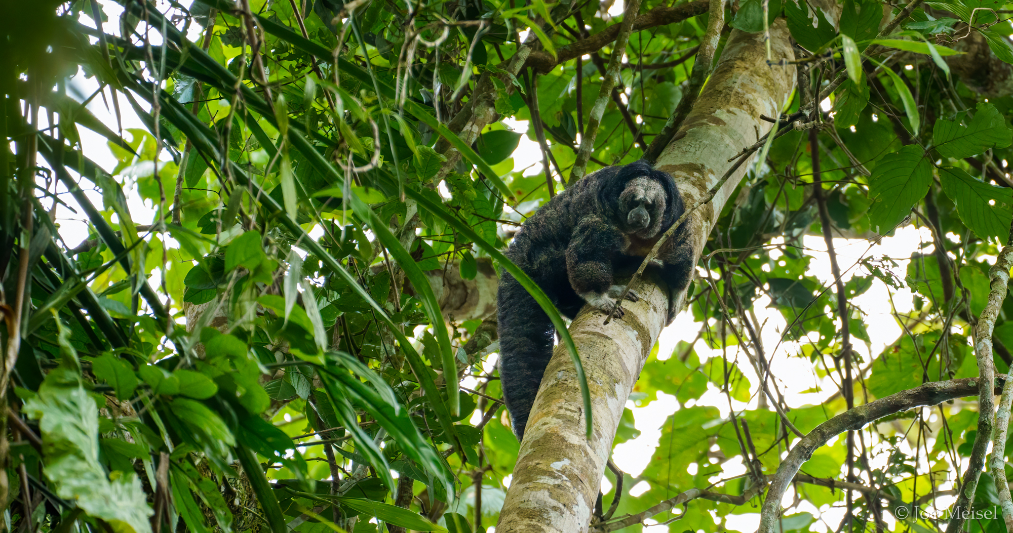 Equatorial Saki Monkey