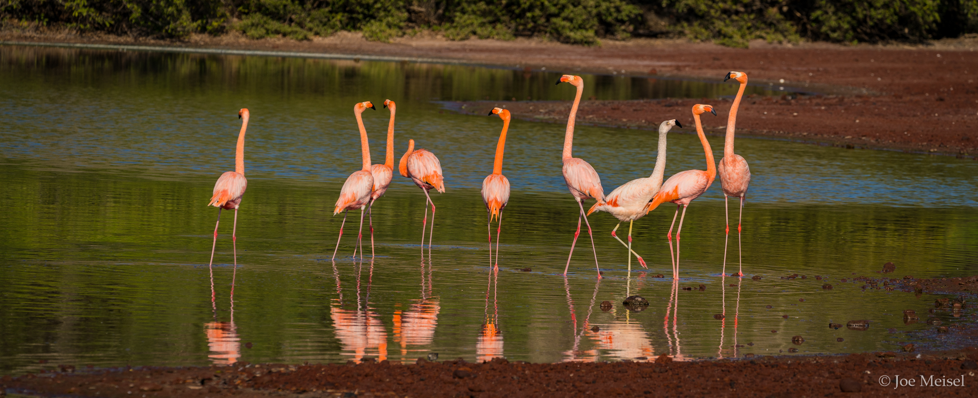 Chilean Flamingos