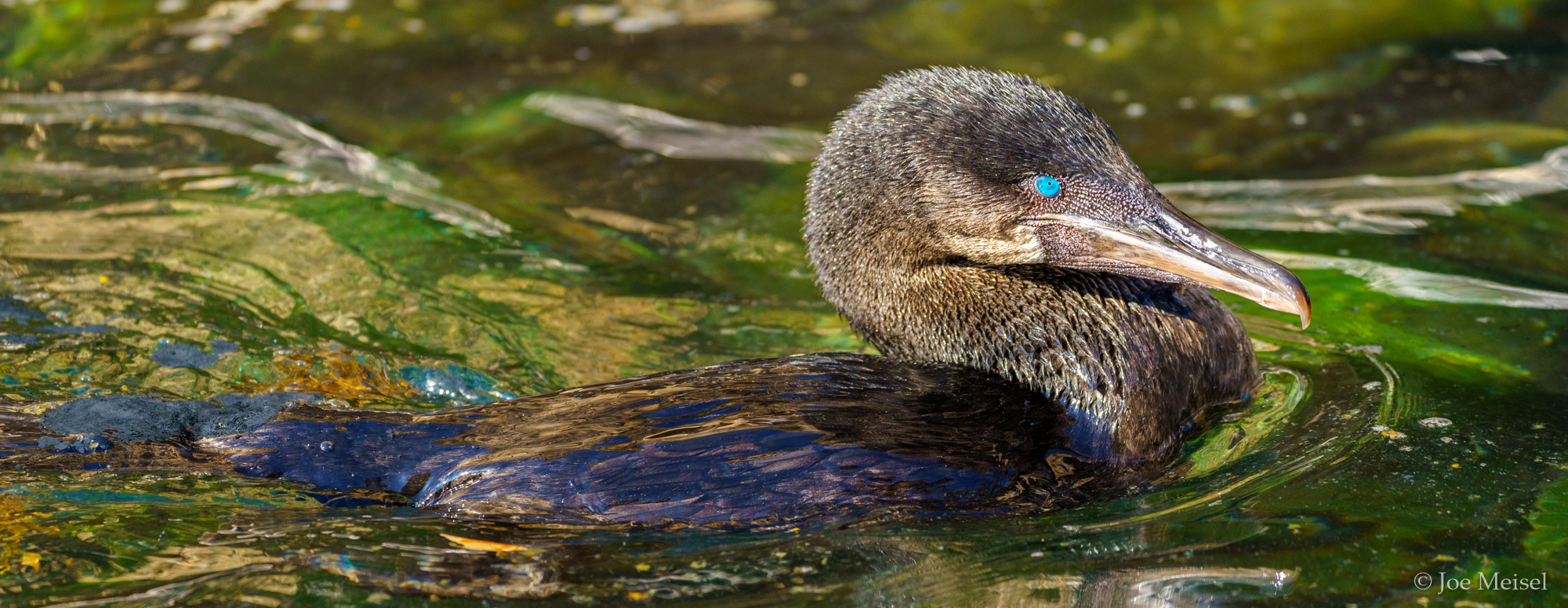 Flightless Cormorant