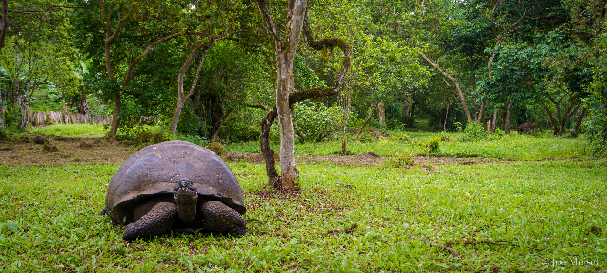 Galapagos Tortoise