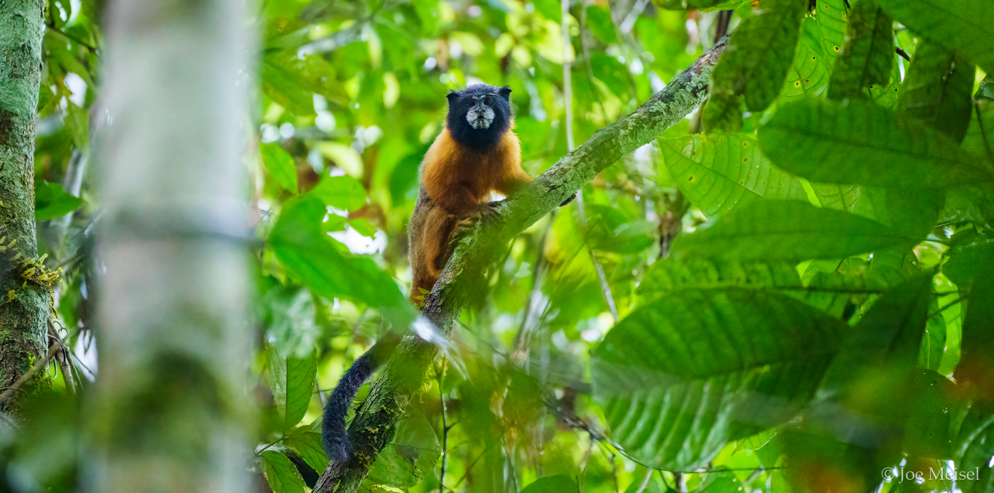 Golden-mantled Tamarin