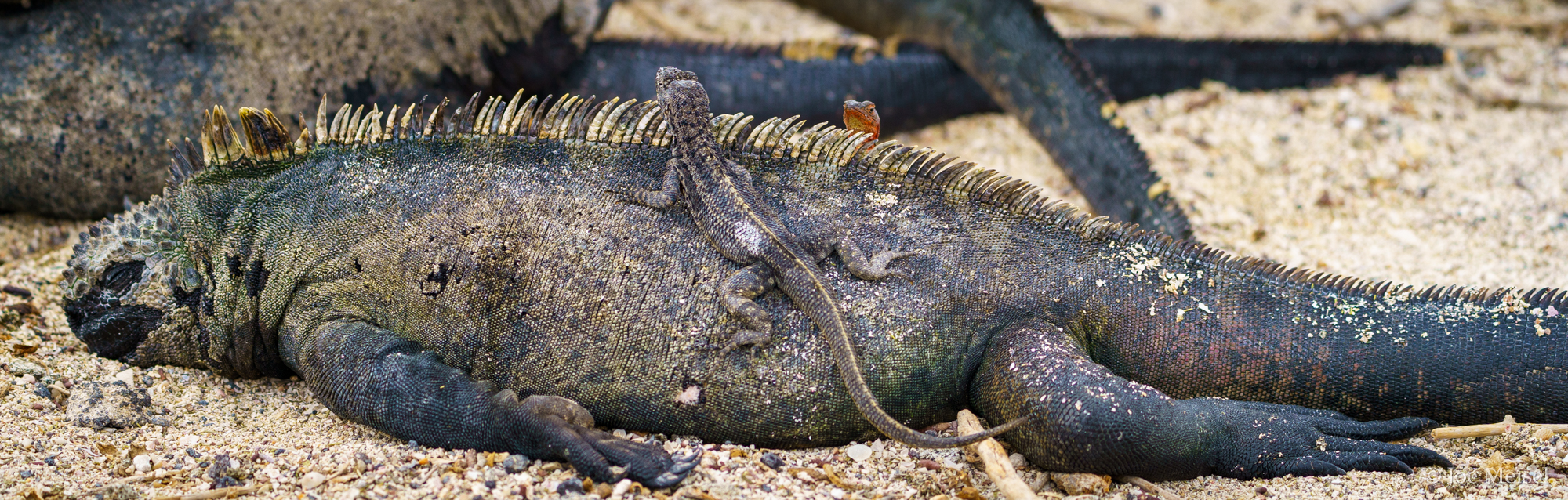 Marine Iguana and Lava Lizard