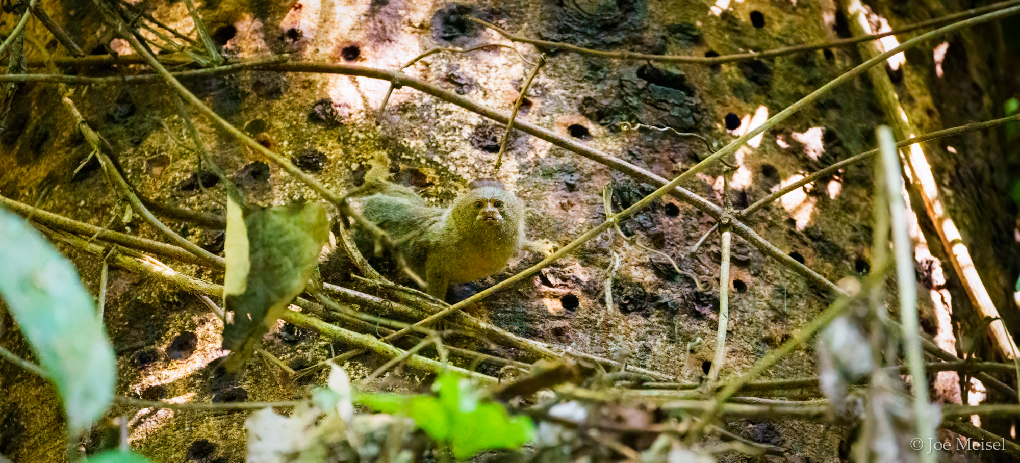 Pygmy Marmoset