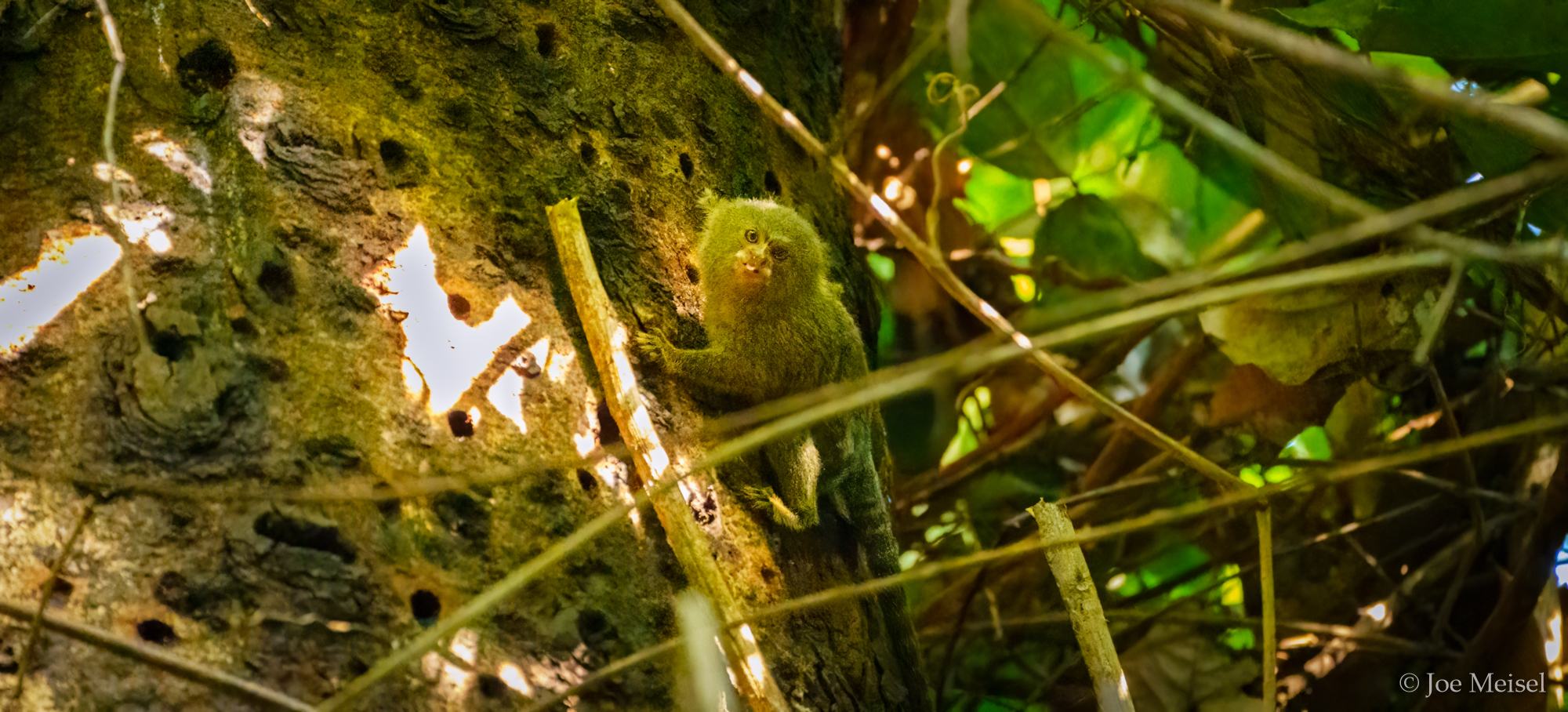 Pygmy Marmoset