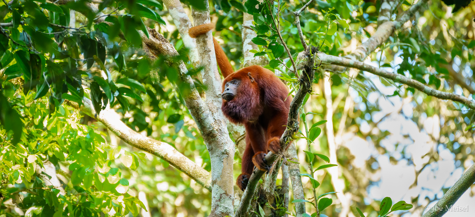 Red Howler Monkey