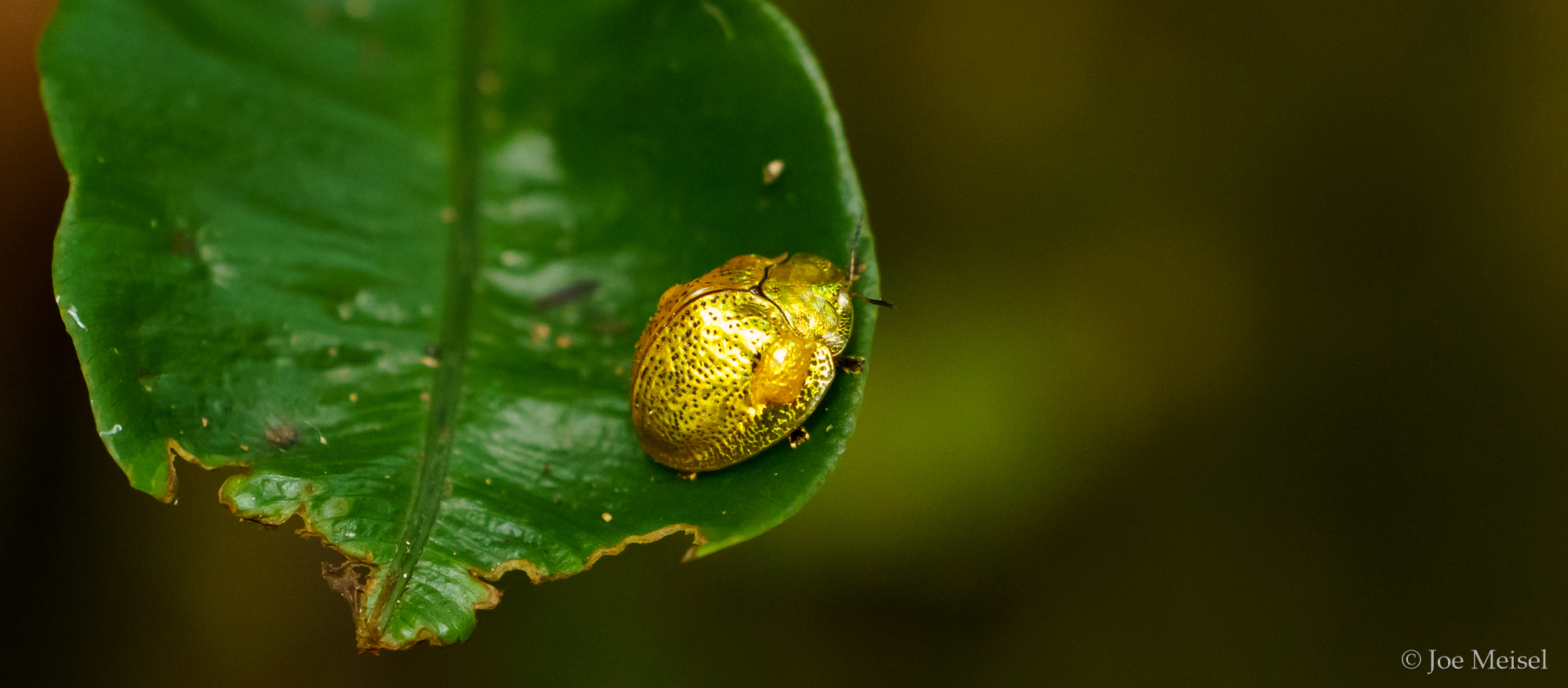 Tortoise Beetle